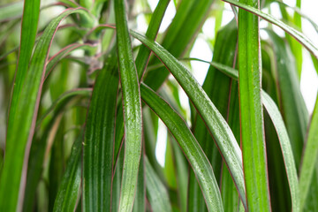 Vibrant green dracaena leaves with water droplets in natural light.