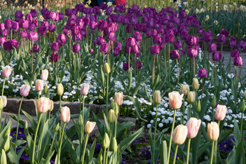 Magenta and Cream Tulips in Bloom – Vibrant Spring Flower Bed Photography