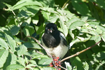 Black-billed Magpie (Pica Hudsonia)