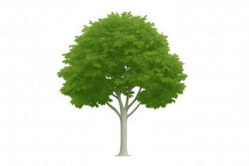 Photorealistic green tree 3d rendering, transparent backdrop ideal for architectural designs, landscape projects, digital visualizations