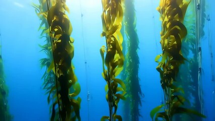 Underwater kelp forest, vibrant green-yellow kelp plants, attached to lines, against a deep blue ocean background