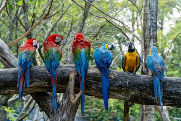 Six Colorful Macaws Perched on the Same Tree Trunk