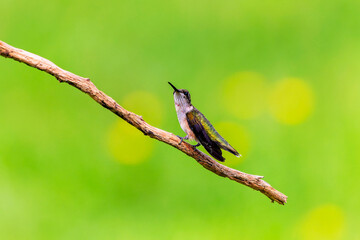 Ruby-throated Hummingbirds (Archilochus colubris). Hummingbird resting on branch with green...