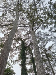 Fototapeta premium trees and sky