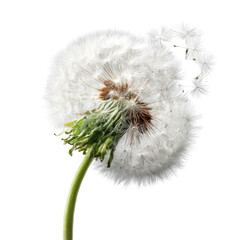 A detailed close-up of a fluffy, white dandelion seed head, still attached to its green stem.  The seeds are ready to disperse