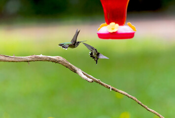 Series  Rubythroated Hummingbirds Archilochus