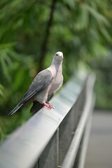 Pigeon Perched on Iron Fence 