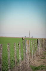 B&uacute;ho en el campo