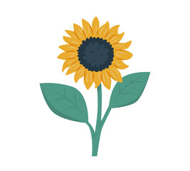 Flower of sunflower isolated on white background. Sunflower flower