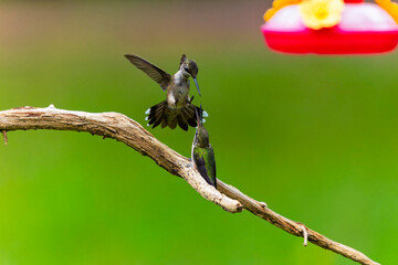 Series – Ruby-throated Hummingbirds (Archilochus colubris) – One of a photo series showing territorial conflict, defending feeder from intruders.
