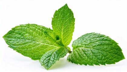 fresh green mint leaves isolated on white background
