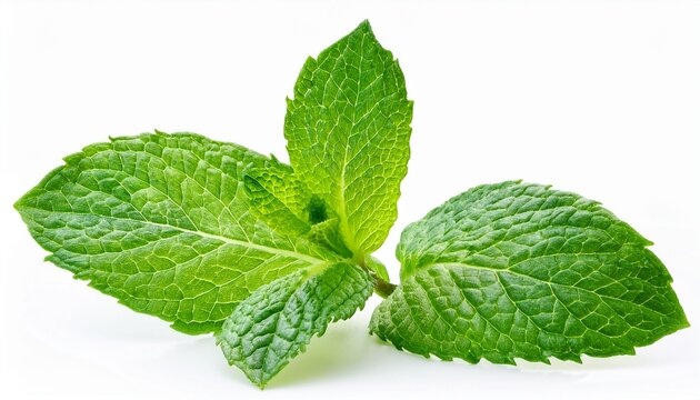 fresh green mint leaves isolated on white background