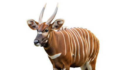 Fototapeta premium A close up of a bongo with its brown and white striped coat and long horns against a black background