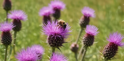 Fototapeta premium Busy bee on purple thistle, sunny meadow wildflowers , sunlight, purple, beautiful