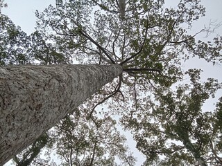 Fototapeta premium trees in the forest