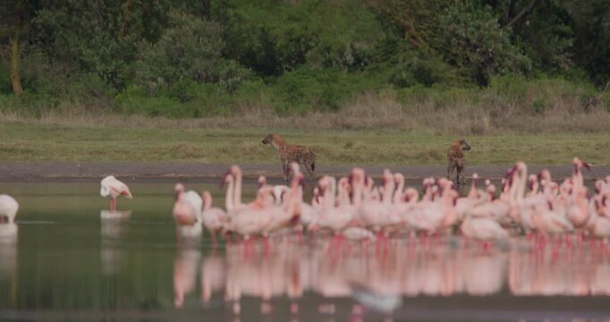 Wide of a pair of Spotted Hyenas (Crocuta crocuta) standing near a flamboyance of Lesser Flamingos in shallow lake water at daytime in Kenya
