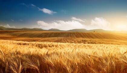 wheat landscape wheat agriculture backgrounds