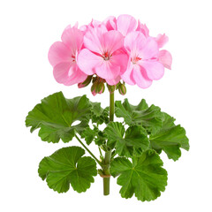 - “Pelargonium Graveolens Pink Flower Plant, Transparent Background”