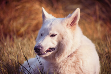 portrait of a white shepherd dog looking angry