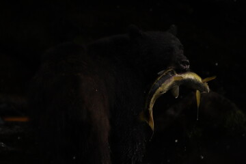 Black bear with a salmon