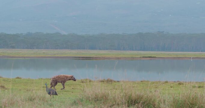Very wide gimbal tracking of Spotted hyena (Crocuta crocuta) walking by Helmeted guineafowl (Numida meleagris) in savannah morning in Kenya