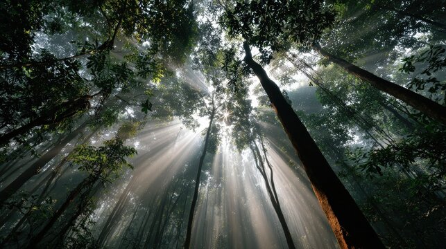 Serene forest scene with tall trees illuminated by sunlight streaming through dense canopy on a clear bright day - Powered by Adobe