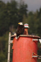 A bald eagle sitting on metal column off the coast of Vancouver.  