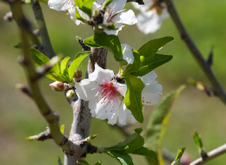 Almond tree flowers (lat.- Prunus dulcis)