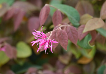Chinese fringe flower (lat.- Loropetalum chinense)