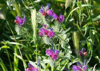 Judean viper's bugloss (lat.- Echium judaeum)