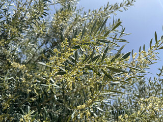 Flowering olive tree (lat.- Olea europaea)