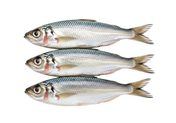 Obraz premium Three Fresh Silver Fish Stacked Neatly on a Transparent Background, Ready for Culinary Use or Seafood Market Display, Showcasing Natural Scales and Texture