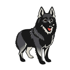 Swedish Vallhund Profile