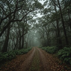 Obraz premium path in the forest