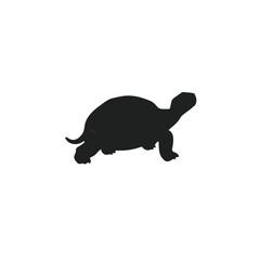 Sulcata Tortoise Illustration