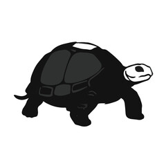 Sulcata Tortoise Image