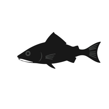 Spiny Dogfish Illustration