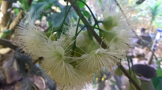 Video of bees collecting nectar from flowering fruit