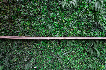 Artificial green wall tropical leaves concept of nature
