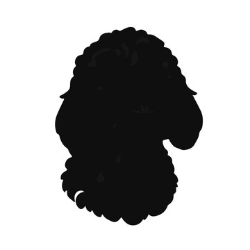 Sheepadoodle Animal Illustration