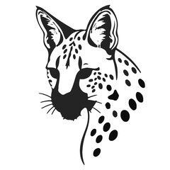 Black Serval Image © Waleed