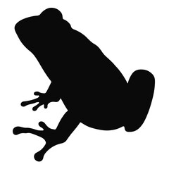 Obraz premium Water Frog Photograph