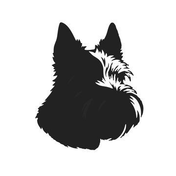 Scottish Terrier Illustration