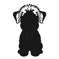 Black Schnoodle Animal Image