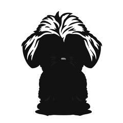 Schnoodle Black Pet Animal