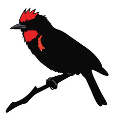 Scarlet Tanager Bird