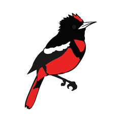 Scarlet Tanager Bird