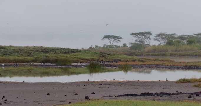Very wide pan of a Spotted Hyena (Crocuta crocuta) walking along the lakeshore in the savannah at daybreak in Kenya