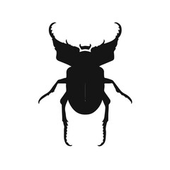 Scarab Beetle Animal