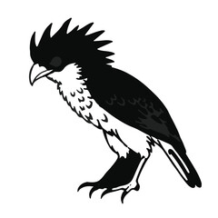 Crested Pygmy Tyrant Bird